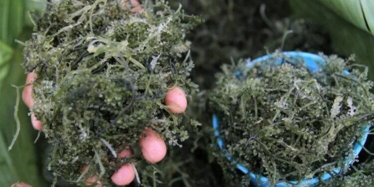 Ilustrasi: Petani rumput laut menunjukan rumput laut hasil panennya yang dijual di Pasar Laino, Muna, Sulawesi Tenggara. (MASAPNEWS/ANT)