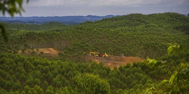 Sejumlah alat berat membuka akses jalan di lokasi segmen tiga di kawasan pembangunan Ibu Kota Negara (IKN) Nusantara di Kecamatan Sepaku, Kabupaten Penajam Paser Utara, Kalimantan Timur, Minggu (6/2/2022). (MASAPNEWS/ANT)