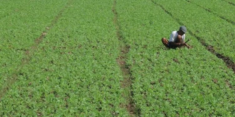 Arsip foto - Seorang petani merawat tanaman kedelai di lahan pertanian Nogosari, Boyolali, Jawa Tengah, Kamis (23/7/2020). (MASAPNEWS/ANT)