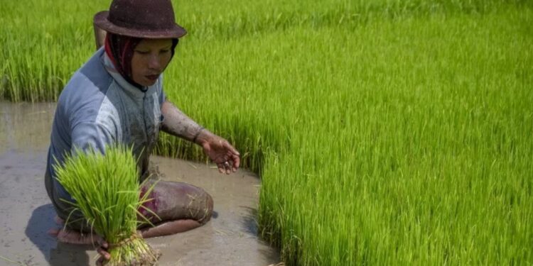 Ilustrasi - Seorang buruh tani mencabut bibit tanaman padi. (MASAPNEWS/ANT)