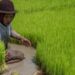 Ilustrasi - Seorang buruh tani mencabut bibit tanaman padi. (MASAPNEWS/ANT)
