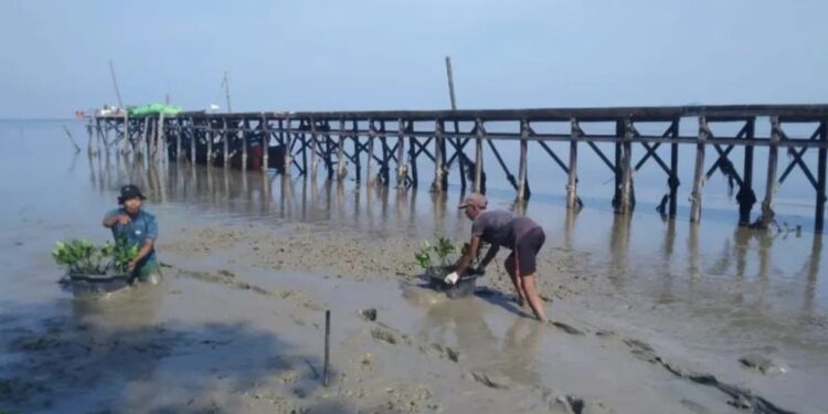 Program Konservasi Askrindo Mangrove Park di Desa Sengkubang, Kalimantan Barat, yang meraih penghargaan Indonesia Green Awards 2022 dari The La Tofi School of CSR pada kategori Pengembangan Wisata Konservasi Alam dan Mengembangkan Keanekaragaman Hayati. (MASAPNEWS/ANT/HO Askrindo)