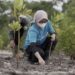 Traveloka tanam 40.000 bibit bakau di Buleleng, Bali (MASAPNEWS/ANT/HO)