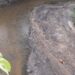 Sungai kecil Desa Tumbang Tambirah Kecamatan Kurun Kabupaten Gumas diduga tercemar limbah cucian Batubara dari perusahaan setempat.
