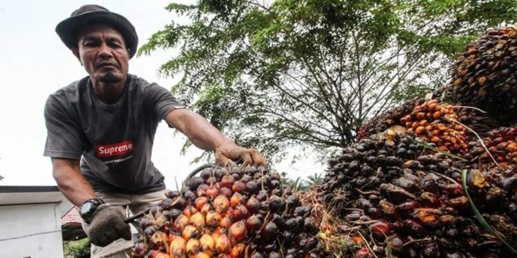 Dokumentasi - Pekerja mengumpulkan kelapa sawit di Desa Mulieng Manyang, Kecamatan Kuta Makmur, Aceh Utara, Aceh. (MASAPNEWS/ANT)