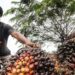Dokumentasi - Pekerja mengumpulkan kelapa sawit di Desa Mulieng Manyang, Kecamatan Kuta Makmur, Aceh Utara, Aceh. (MASAPNEWS/ANT)