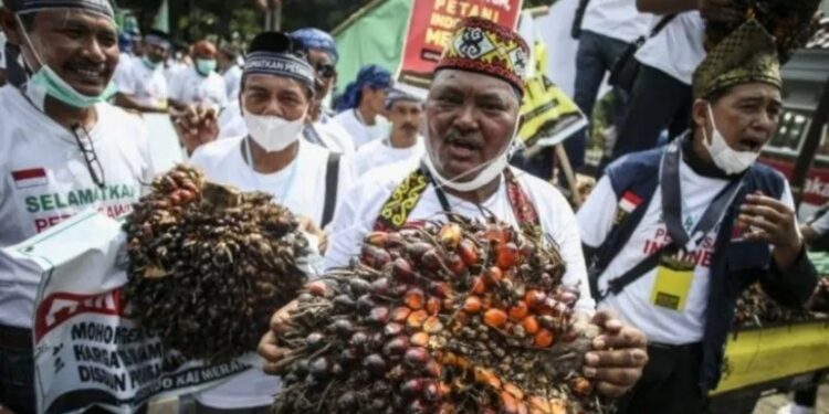Sejumlah pengunjuk rasa yang tergabung dalam Asosiasi Petani Kelapa Sawit Indonesia (Apkasindo) membawa buah sawit saat berunjuk rasa di depan Kantor Kementerian Koordinator Bidang Perekonomian, Jakarta, Selasa (17/5/2022). Dalam aksinya, mereka mendesak Menko Perekonomian Airlangga Hartarto agar membuat kebijakan yang dapat menolong petani sawit di Indonesia. (MASAPNEWS/ANT)