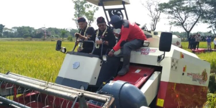 Menteri Pertanian Syahrul Yasin Limpo (tengah) saat melakukan panen padi IP400 di Desa Tegal Sari, Kecamatan Weru, Kabupaten Sukoharjo, Jawa Tengah, Rabu (22/6/2022). (MASAPNEWS/ANT)