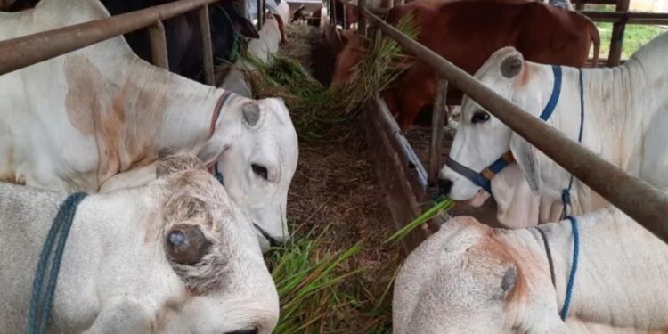 Sebanyak 543 hewan ternak jenis sapi, kerbau, kambing dan domba sehat di Kabupaten Tangerang, Banten telah tervaksinasi pencegah penularan wabah Penyakit Mulut dan Kuku (PMK). (MASAPNEWS/ANT)