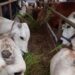 Sebanyak 543 hewan ternak jenis sapi, kerbau, kambing dan domba sehat di Kabupaten Tangerang, Banten telah tervaksinasi pencegah penularan wabah Penyakit Mulut dan Kuku (PMK). (MASAPNEWS/ANT)