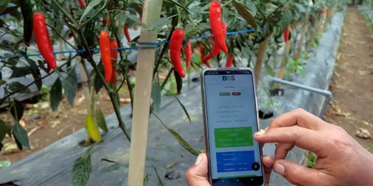 Petani memantau kebun cabai melalui aplikasi pada telpon genggam dalam metode pertanian cerdas berbasis teknologi atau smart farming di Desa Gobleg, Buleleng, Bali, Minggu (8/8/2021). Petani di desa tersebut memanfaatkan digitalisasi dan Internet of Things (IoT) saat bertani untuk memudahkan petani dalam proses pengolahan kebun dari jarak jauh yakni menyiram, memupuk, mengecek kelembaban tanah dan temperatur udara serta memantau masa penanaman hingga masa panen sekaligus melakukan pemasaran hasil pertanian secara daring. (MASAPNEWS/ANT)