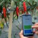 Petani memantau kebun cabai melalui aplikasi pada telpon genggam dalam metode pertanian cerdas berbasis teknologi atau smart farming di Desa Gobleg, Buleleng, Bali, Minggu (8/8/2021). Petani di desa tersebut memanfaatkan digitalisasi dan Internet of Things (IoT) saat bertani untuk memudahkan petani dalam proses pengolahan kebun dari jarak jauh yakni menyiram, memupuk, mengecek kelembaban tanah dan temperatur udara serta memantau masa penanaman hingga masa panen sekaligus melakukan pemasaran hasil pertanian secara daring. (MASAPNEWS/ANT)