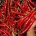 Pedagang sayur menyortir cabai merah di Pasar Induk Rau, Kota Serang, Banten, Jumat (1/7/2022). Badan Pusat Statistik melaporkan laju inflasi periode bulan Juni (month to month/mtm) tercatat 0,61 persen, dan inflasi tahunan (year on year/yoy) pada bulan ini sebesar 4,35 persen yang dipicu naiknya harga sejumlah barang kebutuhan pokok seperti cabai merah (0,17 persen), cabai rawit (0,11 persen), bawang merah (0,08 persen) serta kenaikan bahan pokok lainnya seperti telur, tomat dan ikan segar. (MASAPNEWS/ANT)