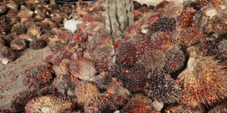 Pekerja menurunkan tandan buah segar (TBS) kelapa sawit dari atas mobil di Desa Lemo-Lemo, Kabupaten Mamuju Tengah, Sulawesi Barat, Sabtu (2/7/2022). (MASAPNEWS/ANT)