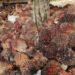 Pekerja menurunkan tandan buah segar (TBS) kelapa sawit dari atas mobil di Desa Lemo-Lemo, Kabupaten Mamuju Tengah, Sulawesi Barat, Sabtu (2/7/2022). (MASAPNEWS/ANT)