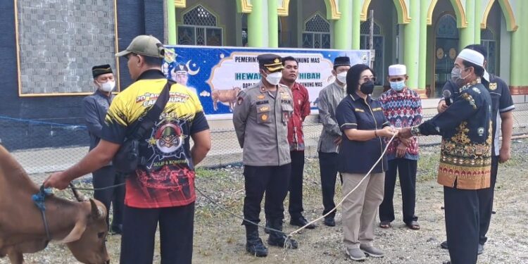 Wakil Bupati Gunung Mas Efrensia LP Umbing menyerahkan sapi kurban secara simbolis kepada Ketua DMI kabupaten HM Rusdi di Kuala Kurun, Sabtu (9/7/2022). (MASAPNEWS/GCM)