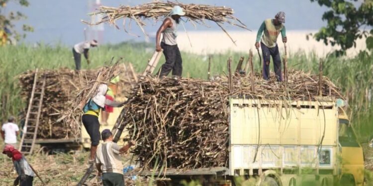 Ilustrasi: Pekerja menata tebu di bak truk saat panen di Desa Kewadungan, Kediri, Jawa Timur, Selasa (21/6/2022). (MASAPNEWS/ANT)