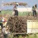 Ilustrasi: Pekerja menata tebu di bak truk saat panen di Desa Kewadungan, Kediri, Jawa Timur, Selasa (21/6/2022). (MASAPNEWS/ANT)