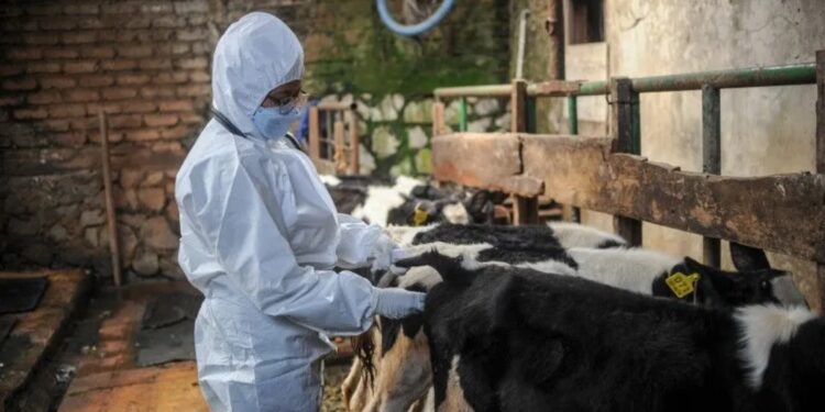 Dokter hewan memeriksa kesehatan sapi sebelum penyuntikkan vaksin penyakit mulut dan kuku (PMK). (MASAPNEWS/ANT)