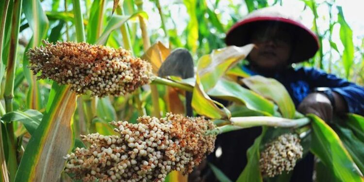Arsip foto - Petani memanen sorgum di lahan pertanian Pekalongan, Jawa Tengah, Sabtu (26/8/2017). (MASAPNEWS/ANT)