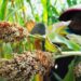 Arsip foto - Petani memanen sorgum di lahan pertanian Pekalongan, Jawa Tengah, Sabtu (26/8/2017). (MASAPNEWS/ANT)
