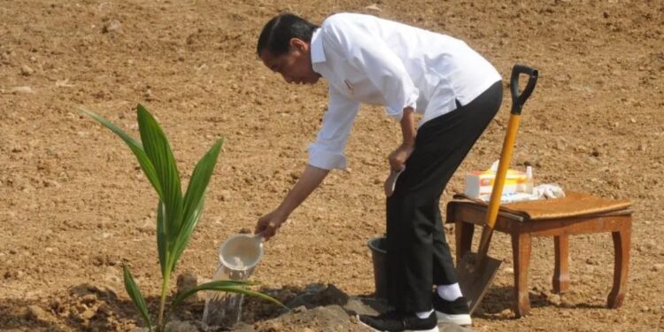 Presiden Joko Widodo menyirami pohon kelapa genjah yang ditanamnya di lahan pertanian Giriroto, Ngemplak, Boyolali, Jawa Tengah, Kamis (11/8/2022). (MASAPNEWS/ANT)