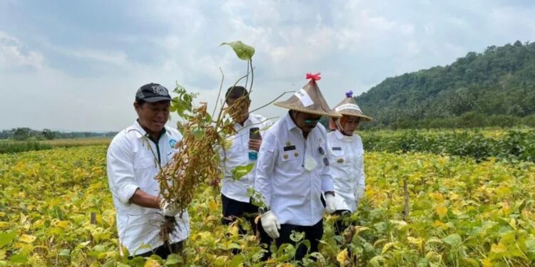 Menteri Pertanian Syahrul Yasin Limpo (kedua kanan) memanen kedelai di Serang Banten, Rabu (14/9/2022). (MASAPNEWS/ANT/HO-Kementerian Pertanian)