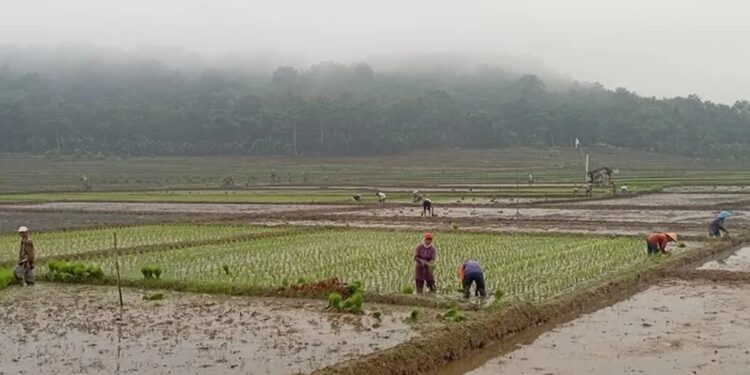 Arsip foto - Aktivitas petani menanam padi di area persawahan Desa Pegalongan, Kecamatan Patikraja, Kabupaten Banyumas, Senin (16/5/2022). (MASAPNEWS/ANT)