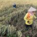 Petani memanen padi di desa Brondong, Kecamatan Pasekan, Indramayu, Jawa Barat, Jumat (8/5/2022). Kementerian Pertanian menyatakan penyaluran Kredit Usaha Rakyat (KUR) untuk sektor pertanian sudah mencapai Rp65 triliun hingga Agustus 2022 . (MASAPNEWS/ANT)
