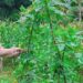 Anggota DPRD Kabupaten Gunung Mas, Elvi Esie memanen berbagai sayur mayur dan buah-buahan yang ditanam di pekarangan rumahnya di Kelurahan Tewah, Kecamatan Tewah, awal September 2022. (IST)