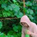 Anggota DPRD Kabupaten Gunung Mas, Elvi Esie memanen berbagai sayur mayur dan buah-buahan yang ditanam di pekarangan rumahnya di Kelurahan Tewah, Kecamatan Tewah, awal September 2022. (IST)