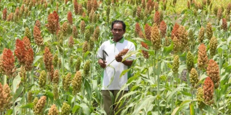 Lahan pertanian sorgum di Kecamatan Wuryantoro, Kabupaten Wonogiri. (MASAPNEWS/ANT/HO-Humas Pemprov Jateng)