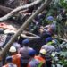 Sejumlah petugas gabungan mengevakuasi mobil yang jatuh ke jurang karena terbawa longsor akibat dampak gempa di Cugenang, Kabupaten Cianjur, Jawa Barat, Senin (21/11/2022). (MASAPNEWS/ANT)