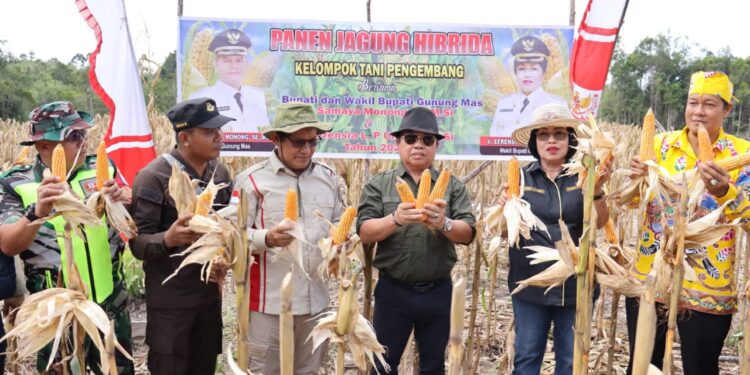 Wakil Bupati Gunung Mas, Efrensia LP Umbing dan lainnya saat panen jagung hibrida di Sepang Kota, Kamis (19/1/2023). (IST)