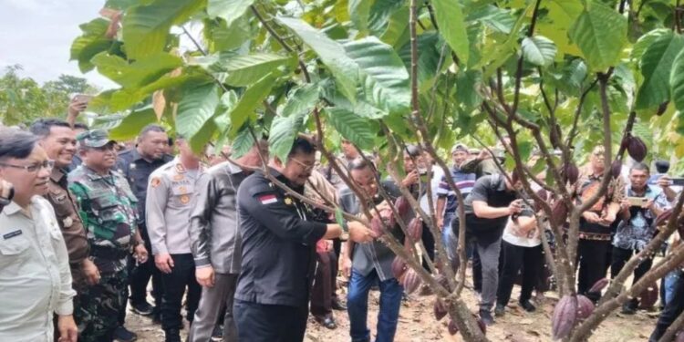 Menteri Pertanian Syahrul Yasin Limpo saat melakukan peninjauan perkebunan kakao milik petani di Desa Konaweha Kecamatan Samaturu Kabupaten Kolaka, Kamis. (MASAPNEWS/ANT)
