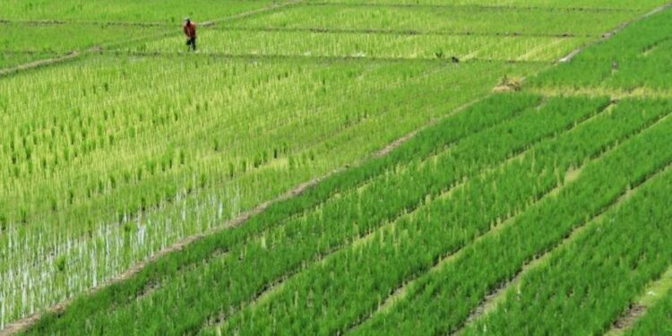 Ilustrasi: Petani menanam padi di areal sawah desa Tegal karang, Palimanan, Cirebon, Jawa Barat. (MASAPNEWS/ANT)