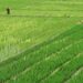 Ilustrasi: Petani menanam padi di areal sawah desa Tegal karang, Palimanan, Cirebon, Jawa Barat. (MASAPNEWS/ANT)