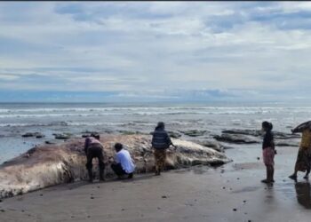 Bangkai paus terdampar di perairan Bali. (MASAPNEWS/ANT/Humas KKP)