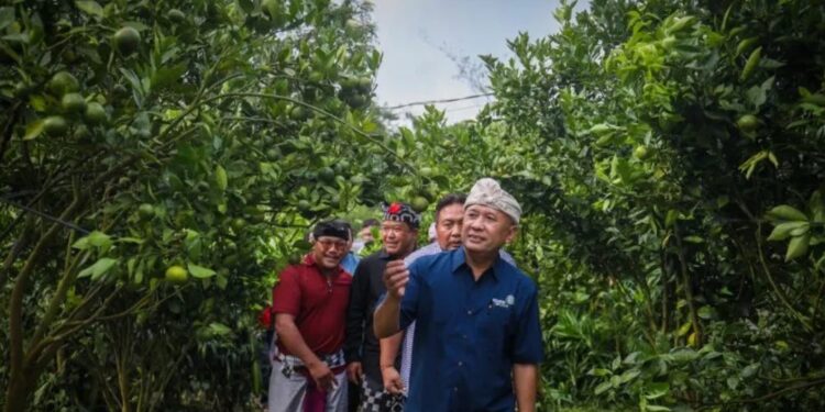 MenKopUKM Teten Masduki saat melakukan Kunjungan ke Koperasi Produsen Tani Kini Dharma Kriya dengan Komoditas Unggulan Kopi Arabika dan Jeruk Siam di Kintamani, Kabupaten Bangli, Bali, Senin (1/5/2023). (MASAPNEWS/ANT/HO-KemenKopUKM)