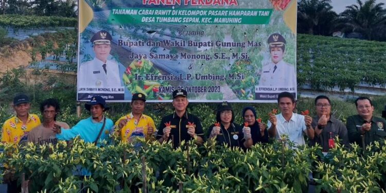 Foto Arsip - Bupati Gunung Mas Jaya S Monong, Wakil Bupati Efrensia LP Umbing dan lainnya saat panen cabai rawit di Desa Tumbang Sepan Kecamatan Manuhing, Oktober 2023. (IST)