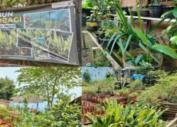 Ilustrasi: Taman toga bisa juga dibangun bersama dalam sebuah lingkungan masyarakat. (MASAPNEWS/ANT)