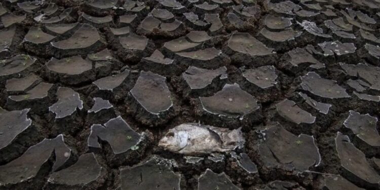 Ilustrasi - Seekor ikan mati di antara tanah yang retak akibat mengeringnya Danau Cinere di Depok, Jawa Barat, Selasa (3/10/2023). (MASAPNEWS/ANT)