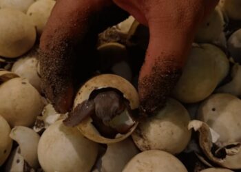 Kondisi tukik labi-labi moncong babi (Carettochelys insculpta) yang baru menetas di kediaman pelaku MKP dan dalam proses pemindahan ke air ketika diamankan oleh Polres Asmat di Kabupaten Asmat Papua Selatan pada Jumat, (13/12/2024). (MASAPNEWS/ANT/HO-BBKSDA Papua)