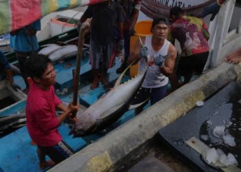 Ilustrasi - Dua awak kapal mengeluarkan ikan dari kapal. (MASAPNEWS/ANT/HO-Humas KKP)