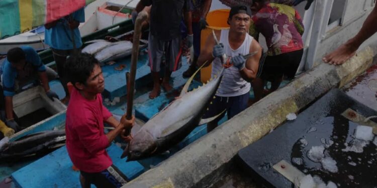 Ilustrasi - Dua awak kapal mengeluarkan ikan dari kapal. (MASAPNEWS/ANT/HO-Humas KKP)