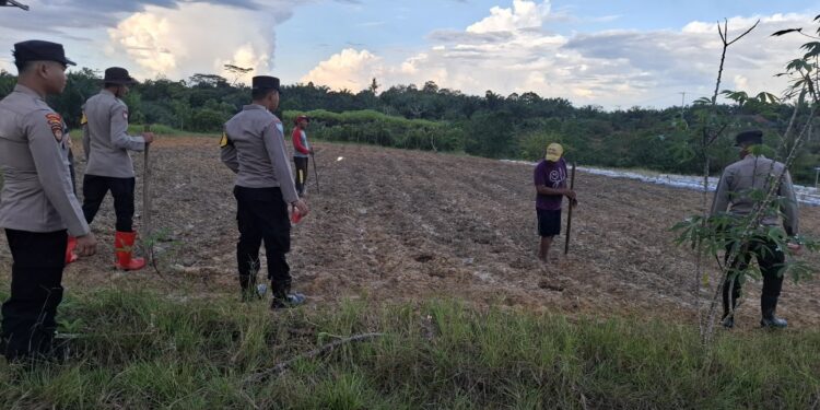 Polsek Manuhing dan Warga Bangun Sari Tanam Jagung untuk Ketahanan Pangan
