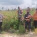 Polsek Kurun dan PBS Sukses Panen 1 Ton Jagung Hibrida