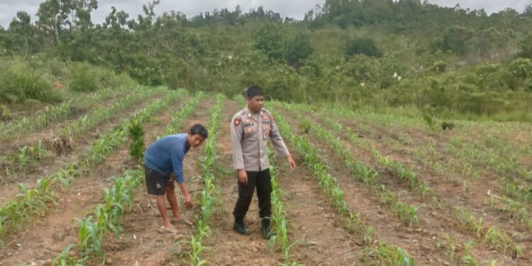 Personel Polsek Kurun Cek Progres Lahan Jagung Binaan