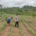 Personel Polsek Kurun Cek Progres Lahan Jagung Binaan