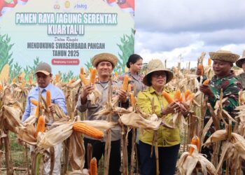 Panen jagung di Desa Tanjung Riu Kecamatan Kurun, Kamis (5/6/2025). (IST)